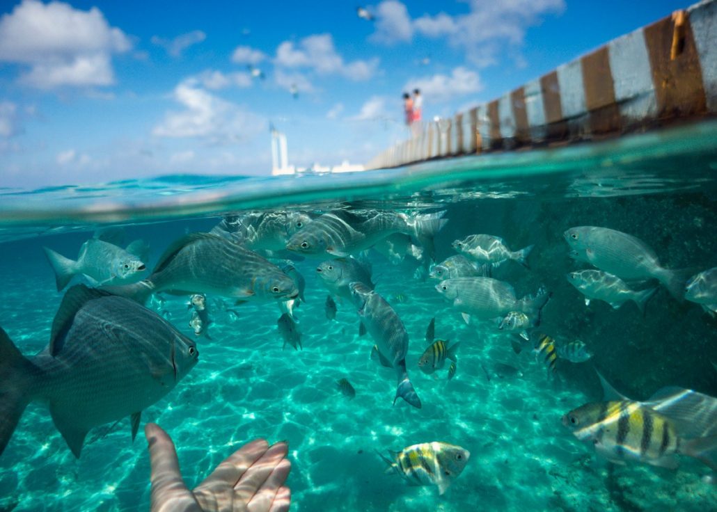 Es Cozumel el principal puerto de cruceros del mundo – Playa Moments Blog