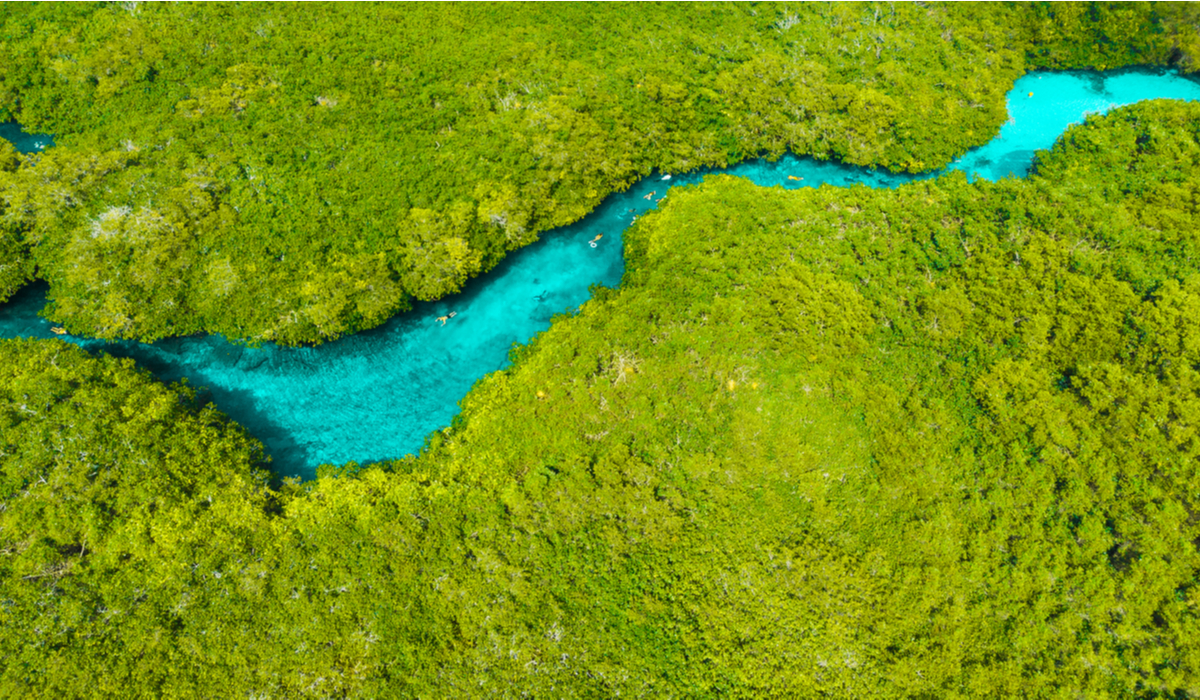 Aerial view of Casa Cenote winding through the mangroves near Tulum